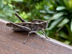 Xyleus discoideus discoideus