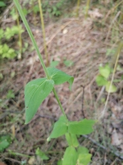 Hypericum montanum