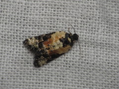 Asthenoptycha iriodes