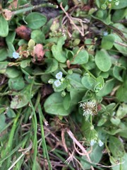 Trigonotis peduncularis