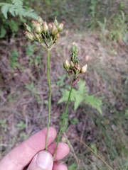 Hypericum montanum