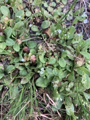 Trigonotis peduncularis