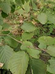 Corylus avellana