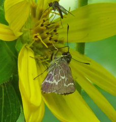 Amblyscirtes aesculapius
