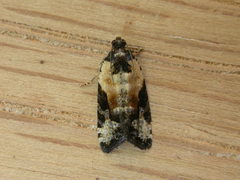 Asthenoptycha iriodes