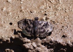 Ebrietas