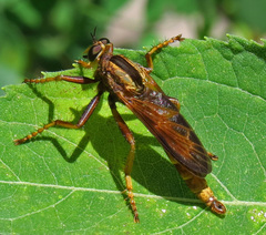 Asilus sericeus