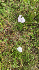 Achillea millefolium