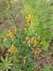 Genista tinctoria