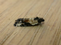 Asthenoptycha iriodes
