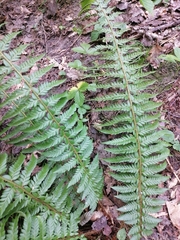 Polystichum aculeatum