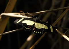 Heraclides torquatus