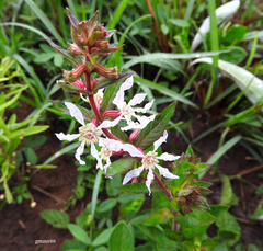 Cuphea lysimachioides