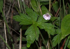 Geranium nepalense
