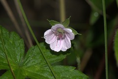 Geranium nepalense