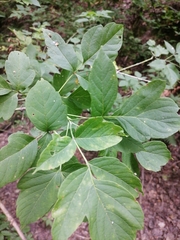 Acer negundo