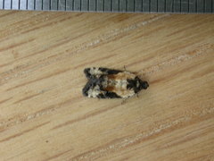 Asthenoptycha iriodes
