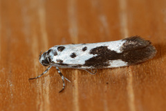 Ethmia quadrillella