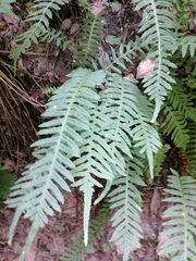 Polypodium vulgare
