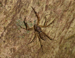 Spartaeus