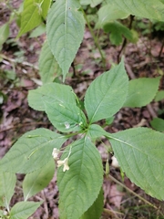 Impatiens parviflora