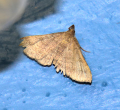 Tetanolita palligera