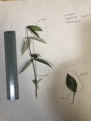 Vinca minor
