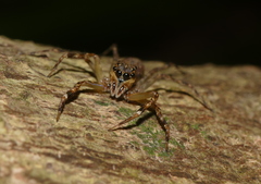 Spartaeus