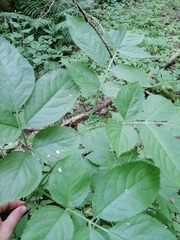 Sambucus nigra