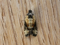 Asthenoptycha iriodes
