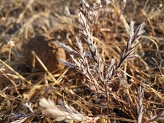 Polygonum californicum