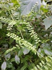 Vicia sylvatica