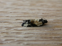 Asthenoptycha iriodes