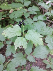 Actaea spicata