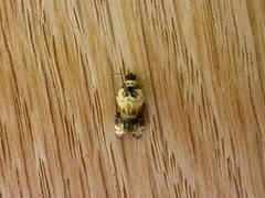 Asthenoptycha iriodes