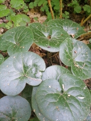 Asarum europaeum