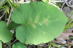 Scrobipalpula manierreorum