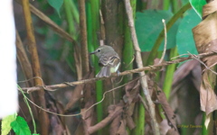 Cnemotriccus fuscatus