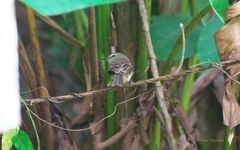 Cnemotriccus fuscatus