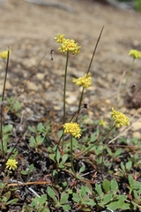 Eriogonum marifolium
