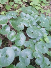 Asarum europaeum