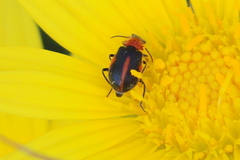 Collops vittatus