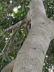 Todirostrum cinereum