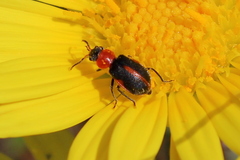 Collops vittatus