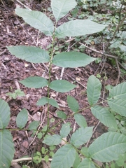 Juglans regia