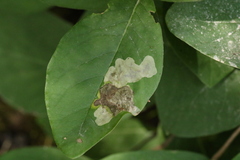 Leucanthiza dircella