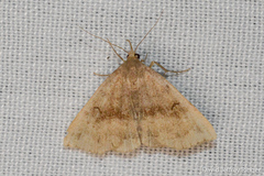 Phalaenostola eumelusalis