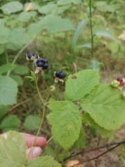 Rubus caesius
