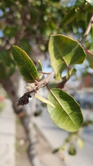 Schinus latifolia