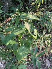 Chenopodiastrum simplex